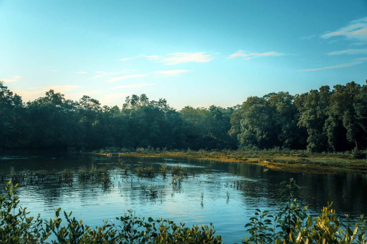 MetroResidences - Expat Life - singapore serviced apartments - west singapore - what to do in west singapore - sungei buloh wetland reserve